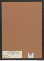 Navicula o'-meari [sic] Grun. (de-Toni-Nr.: Genus 1, Species 638) Zeichnungen Sammlung Grunow Mappe 00544 (Herbarium_W_Grunow_drawings_Folder_00544)